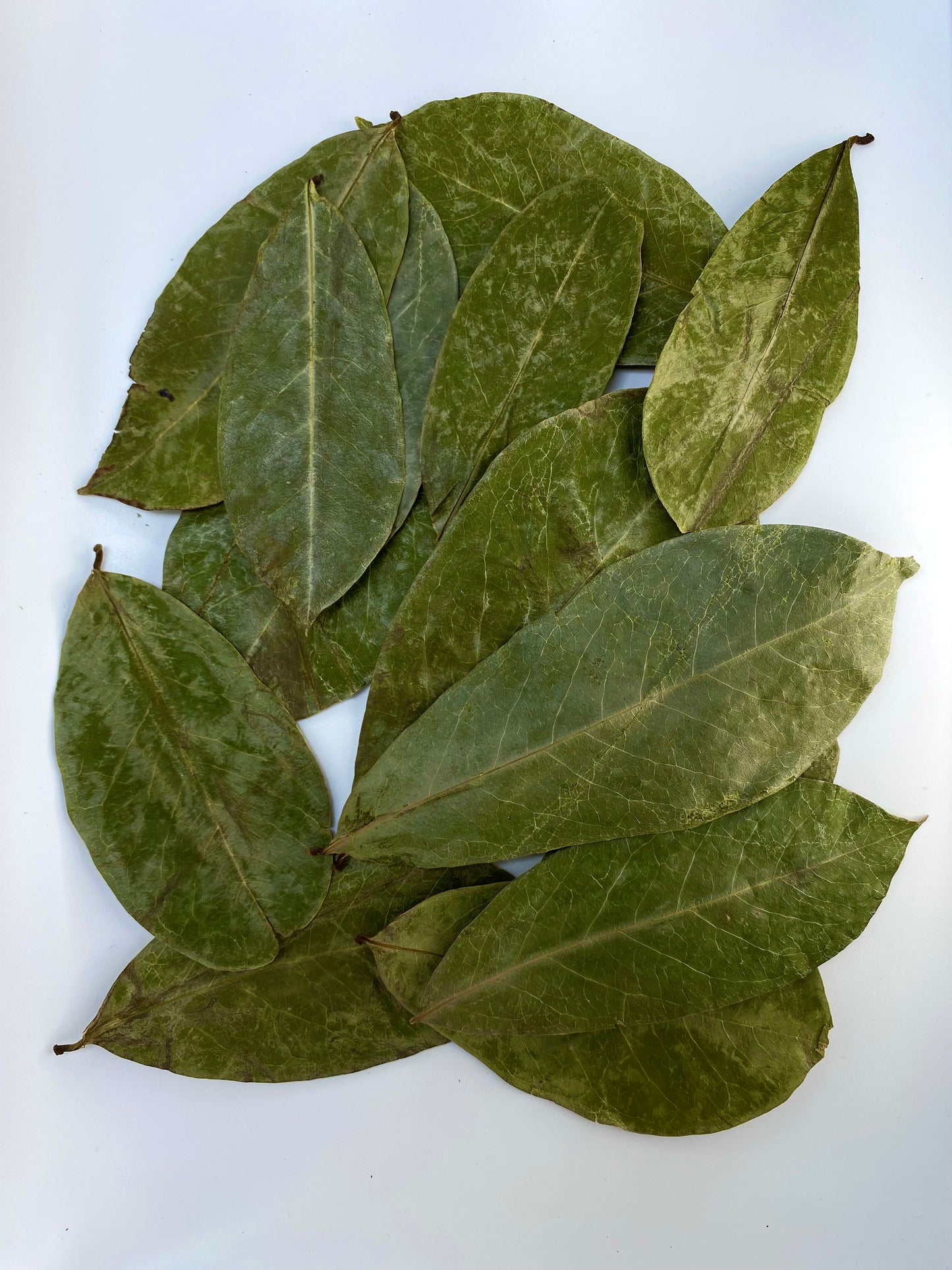 Soursop Leaves - Reduce cancer risk! - Immune Support